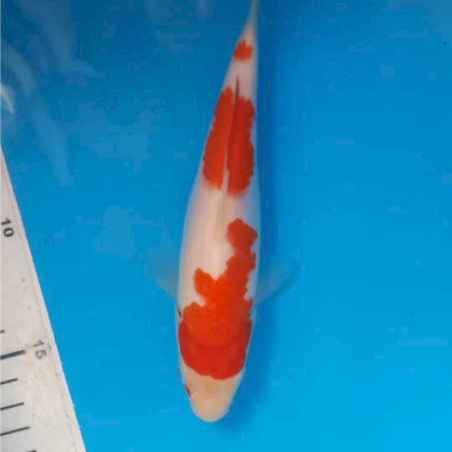 Kohaku 18cm