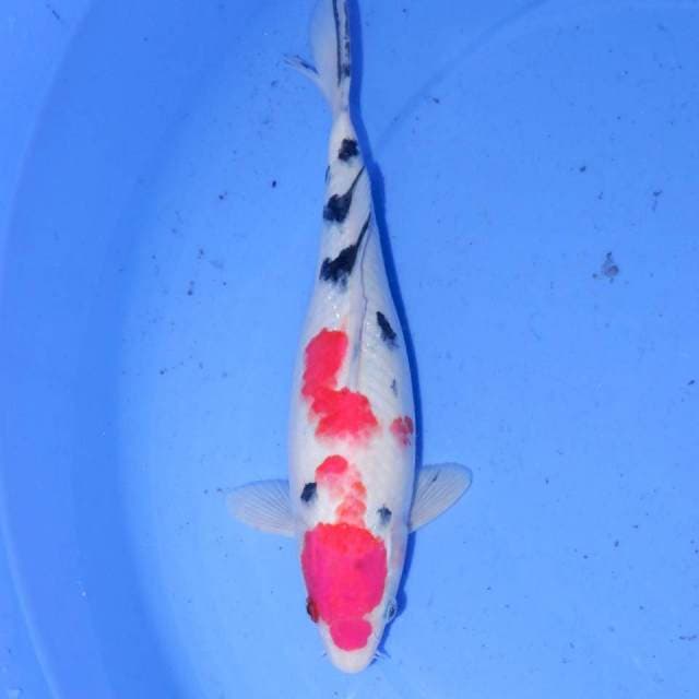 28cm SANKE OKE