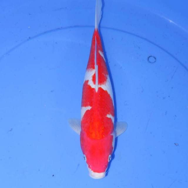 32cm KOHAKU BULKY
