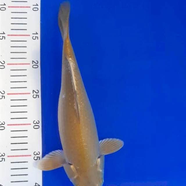 Midorigoi 32 cm