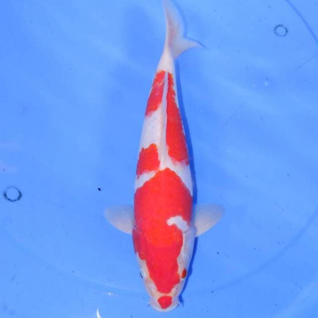 32cm KOHAKU HANATSUKI HQ