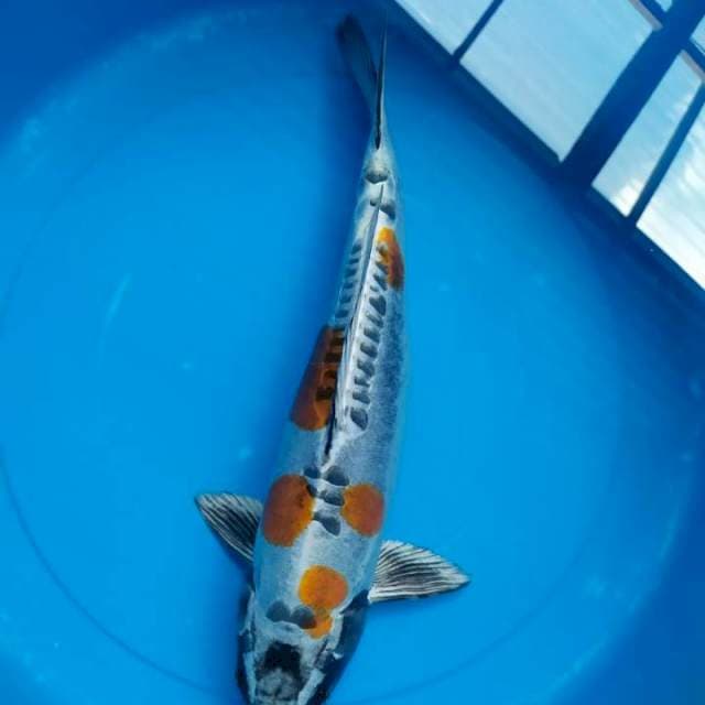 Kiko 37 cm