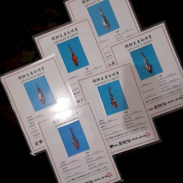 1 BOX 6 EKOR IMPORT DAINICHI