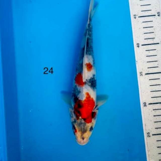 Showa 24cm
