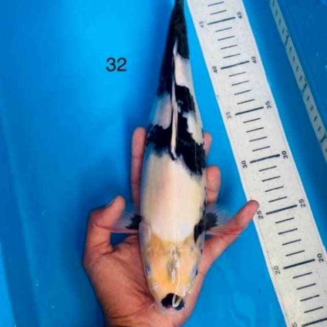 Shiro 32cm