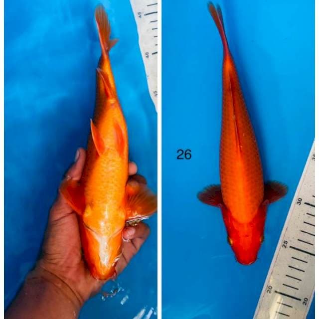 Benigoi 26cm