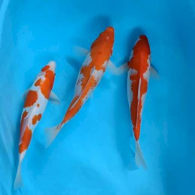 Kohaku 33-35-35cm