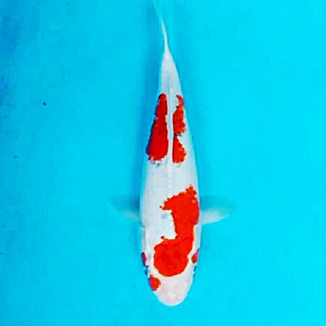 Ikan koi goshiki 30bu