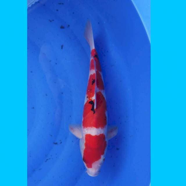 SANKE 38CM