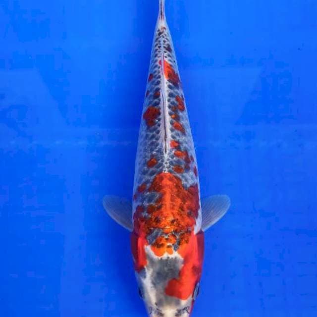 Kujaku 29cm