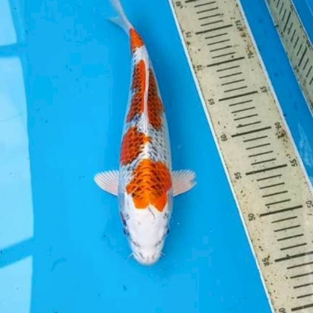 Kujaku 33cm
