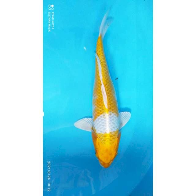 Hariwake 33 cm