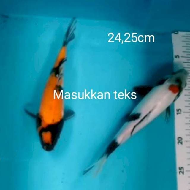 2ekr showa