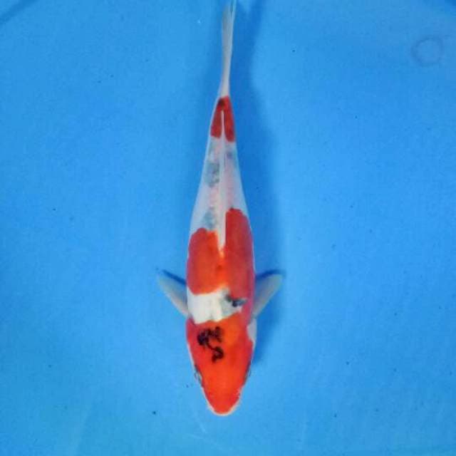 Sanke doitsu 21 cm