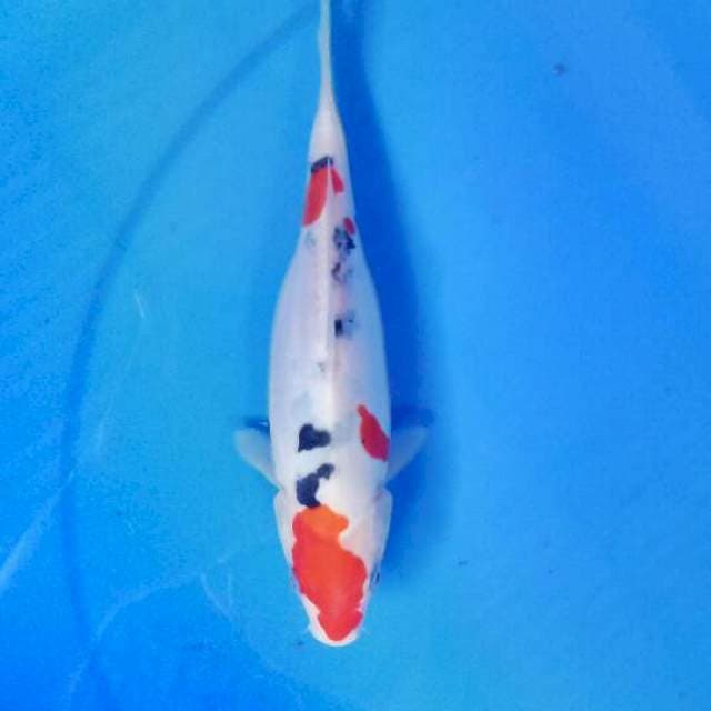 Sanke 21 cm