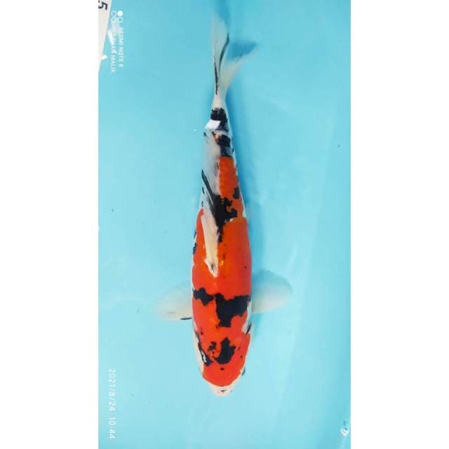 Showa 34 cm
