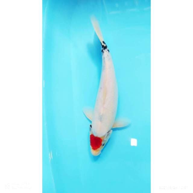 Tancho showa 30 cm