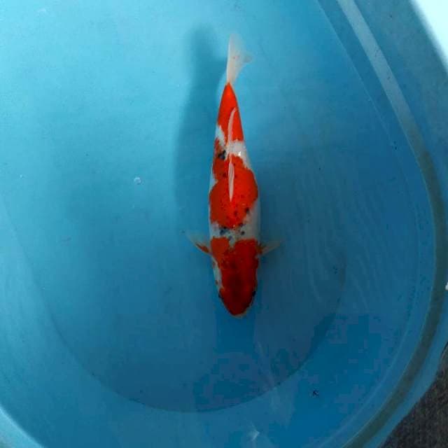 Ghosiki 34cm