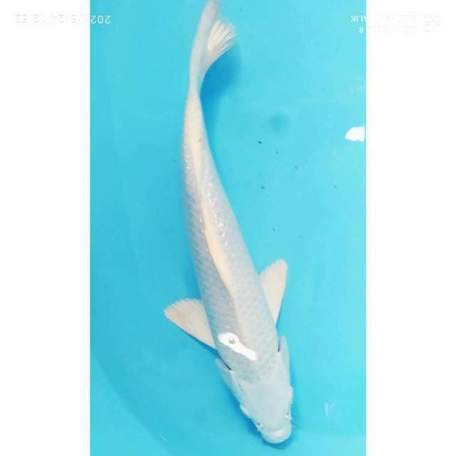 Platinum ginrin