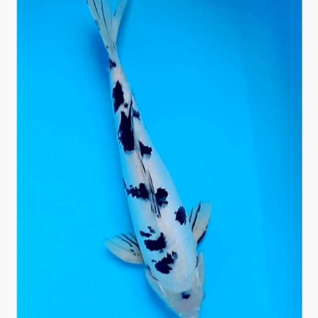 Bekko doitsu