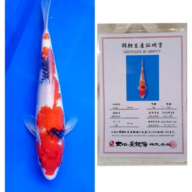 Showa Certy Dainichi