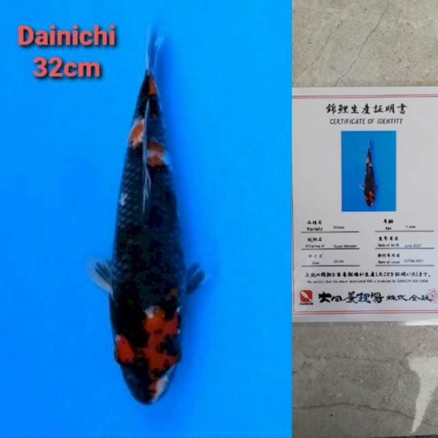 Dainichi Showa Certi