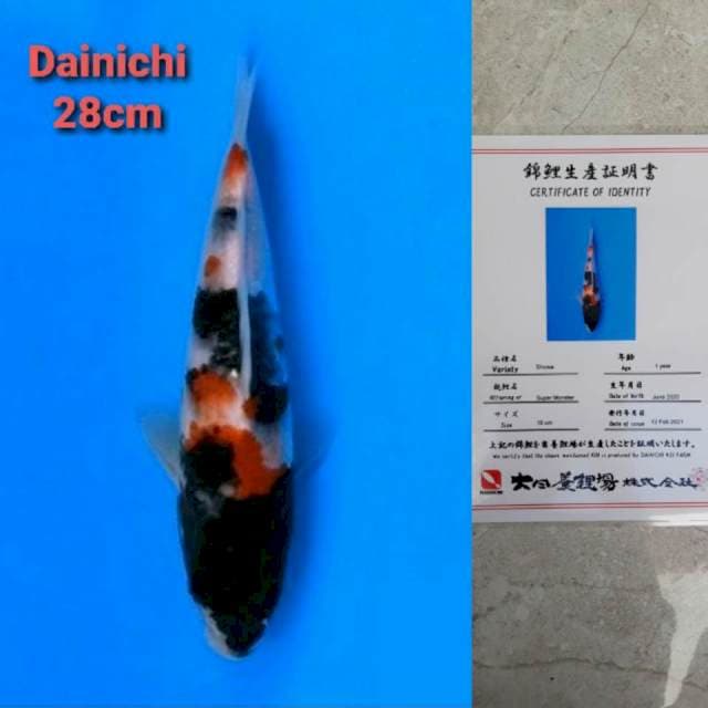 Dainichi Showa Certi