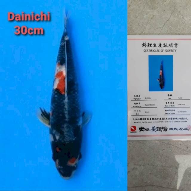 Dainichi Showa SuperMonster Certi
