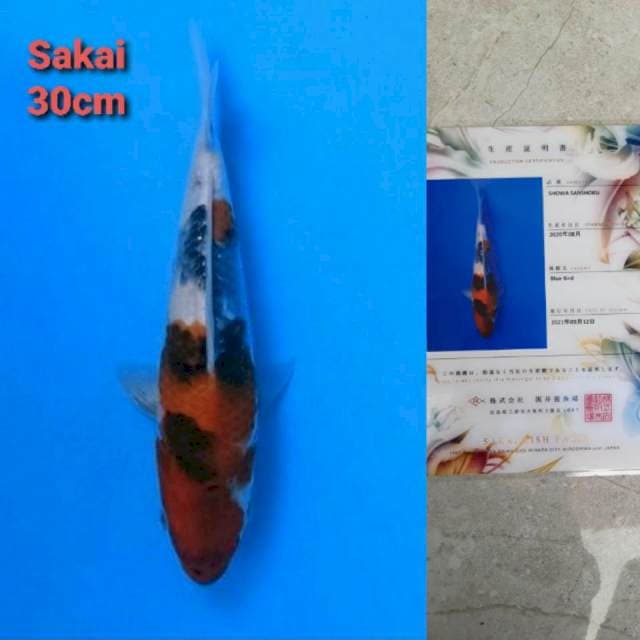 Sakai Showa BlueBird Certi