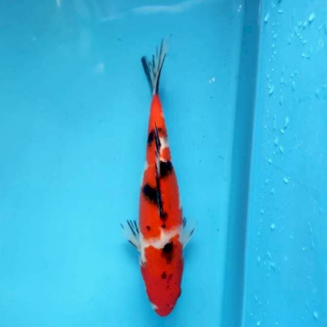 Sanke, 21cm