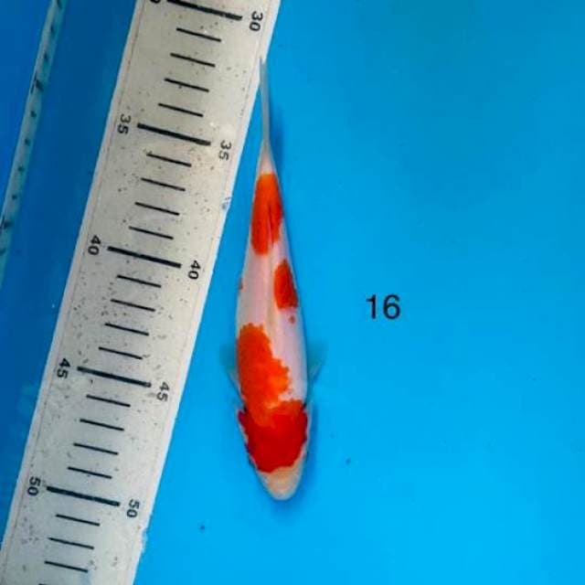 Kohaku, 16cm