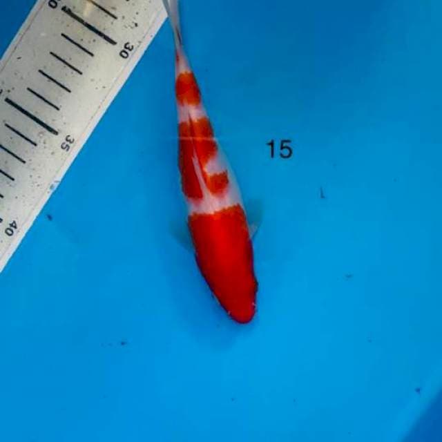 Kohaku, 15cm
