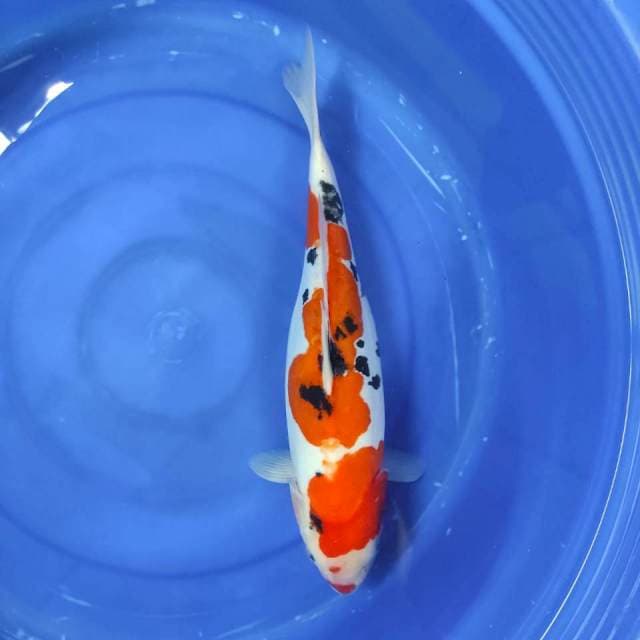 Sanke doits 45 cm