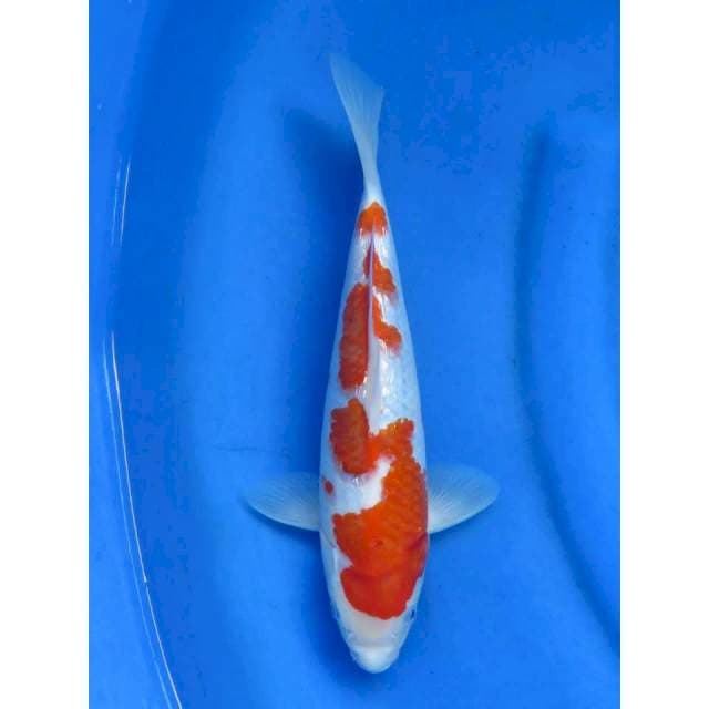 27cm - Koromo Ginrin