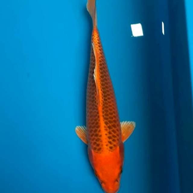 Matsuba 28cm