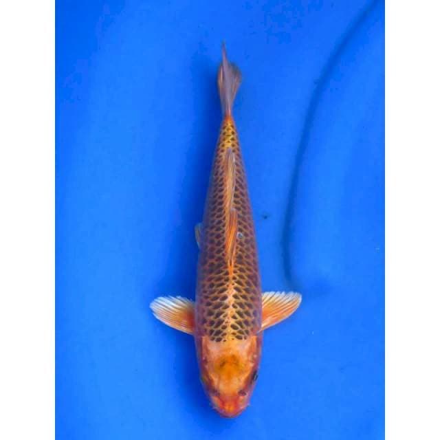 29cm - Gin Matsuba