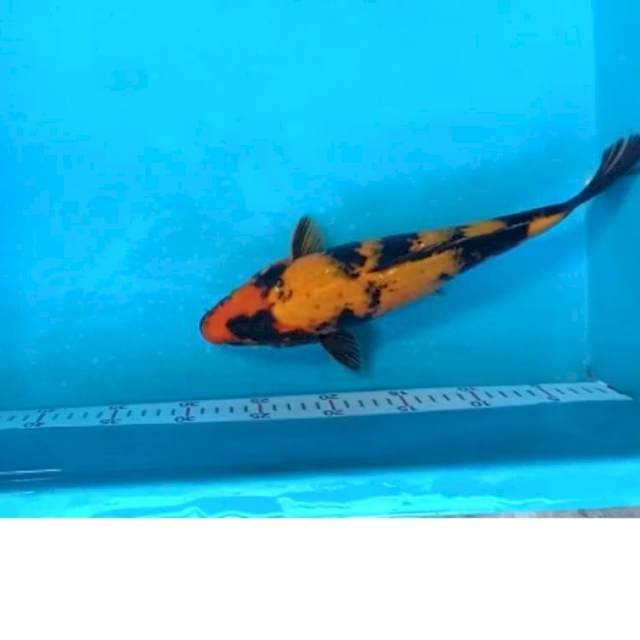 34 cm # UTSURI