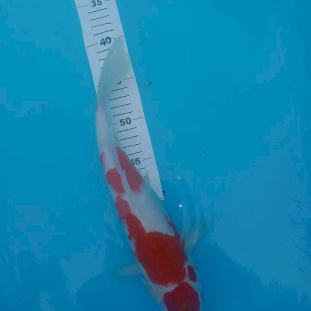 Kohaku strong