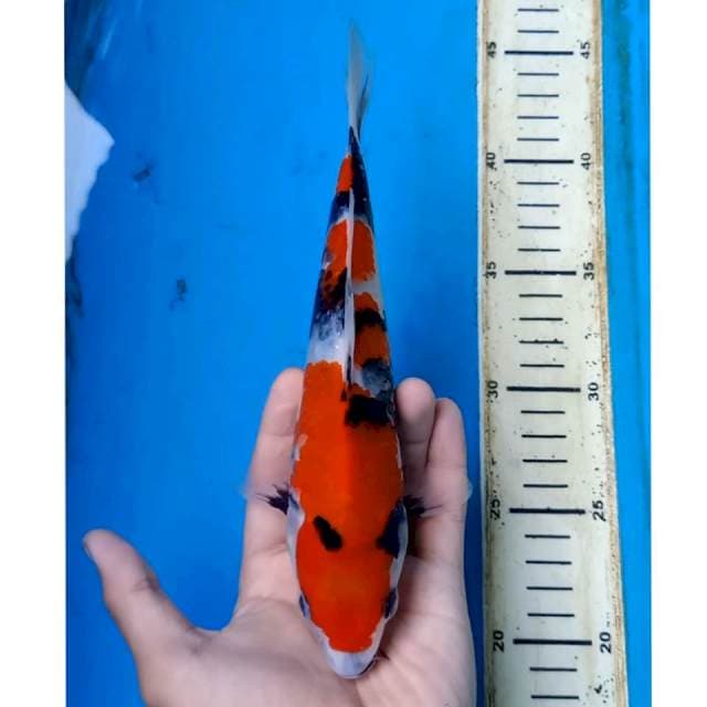 SHOWA MOTOGORO, 25cm