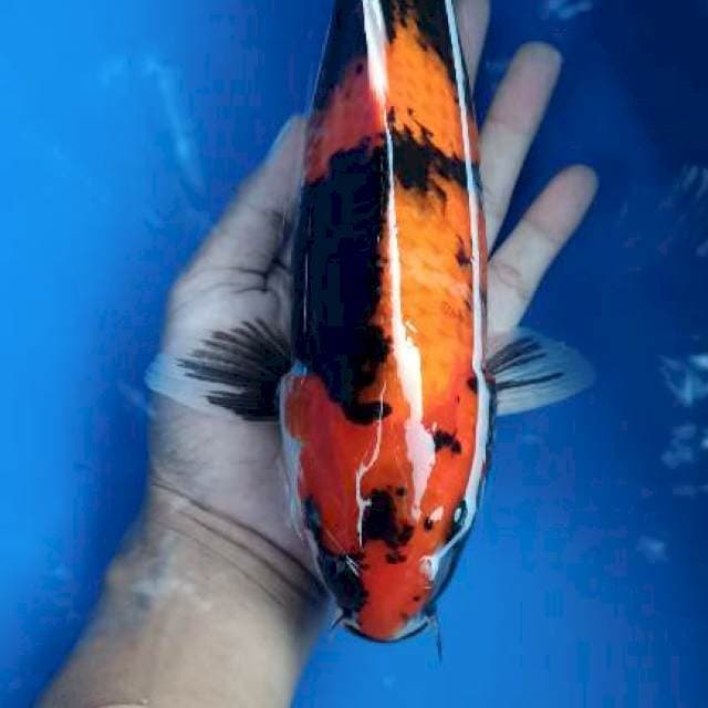 showa 30cm betina