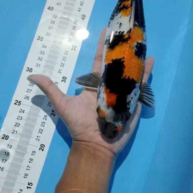 showa 32cm