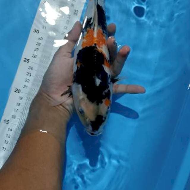 showa kanoko 32cm