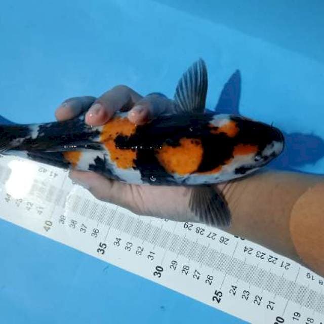showa gendong telur 29cm