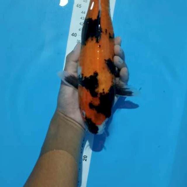 showa 33cm gendong telur