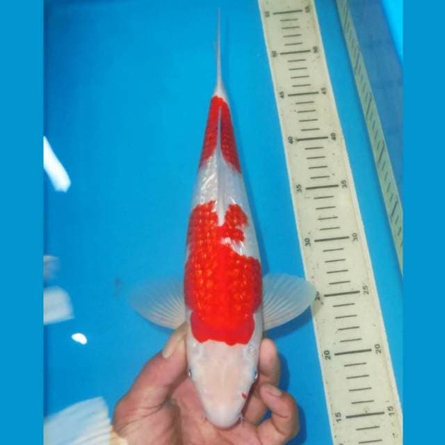 KINGINRIN NIDAN KOHAKU