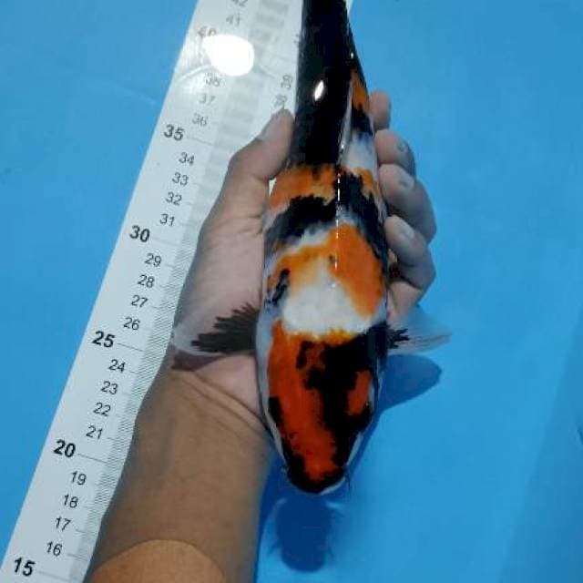 showa 29cm