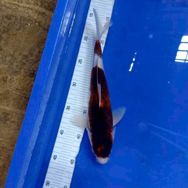 Goromo, male, 30 cm