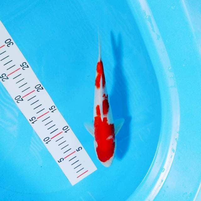 Kohaku