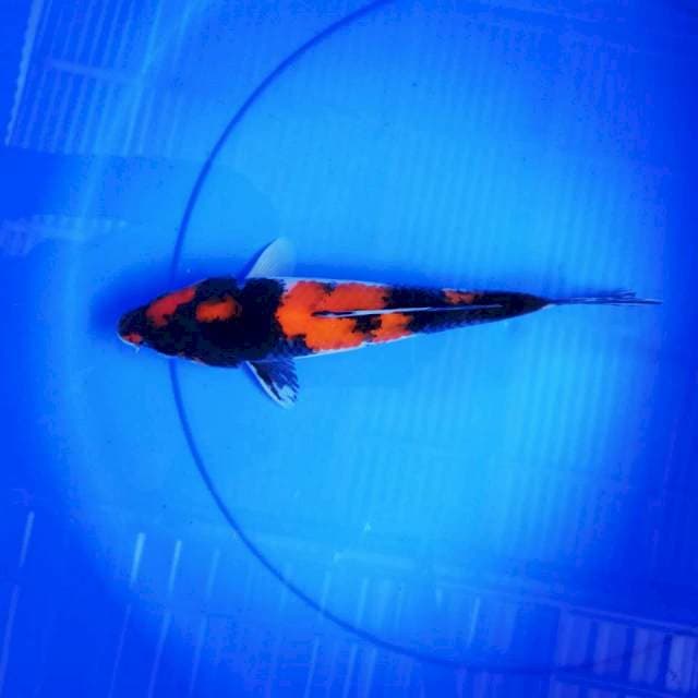 Showa 25cm