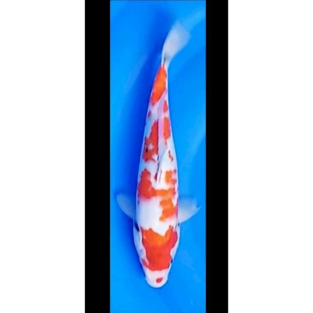 Showa Sanshoku Tategoi Calon Bagus 28cm (F)